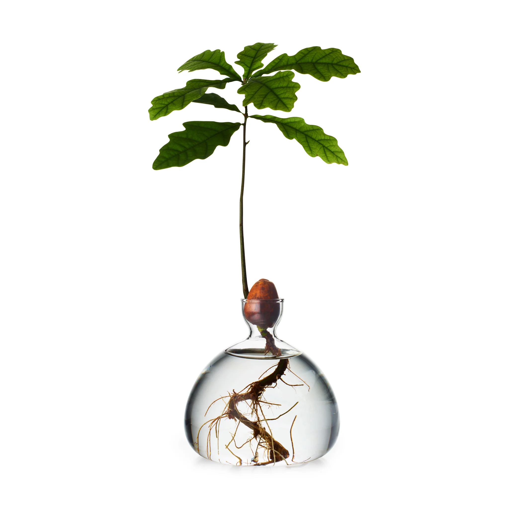 Acorn Vase - Clear - Image 4