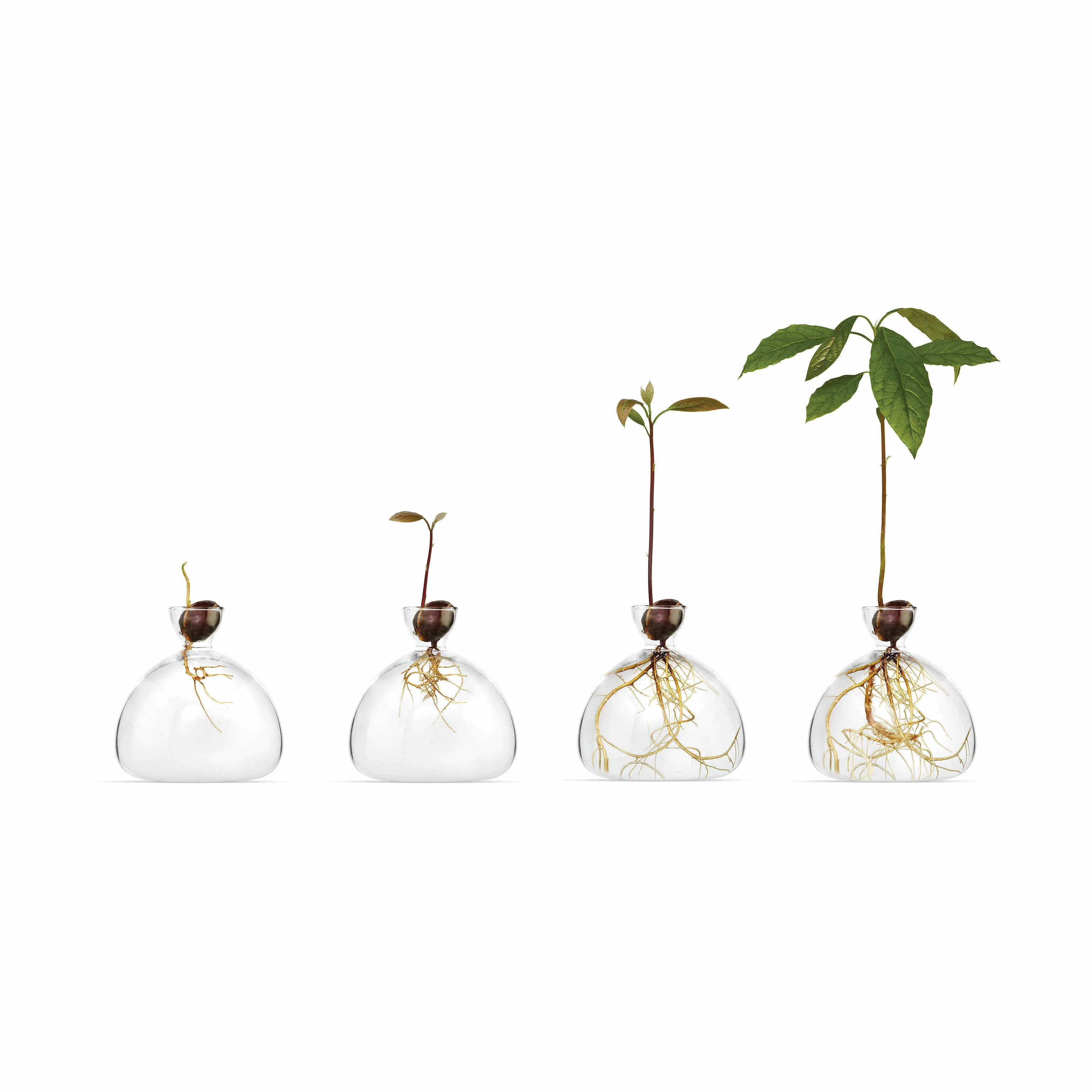 Avocado Vase - Clear - Image 3
