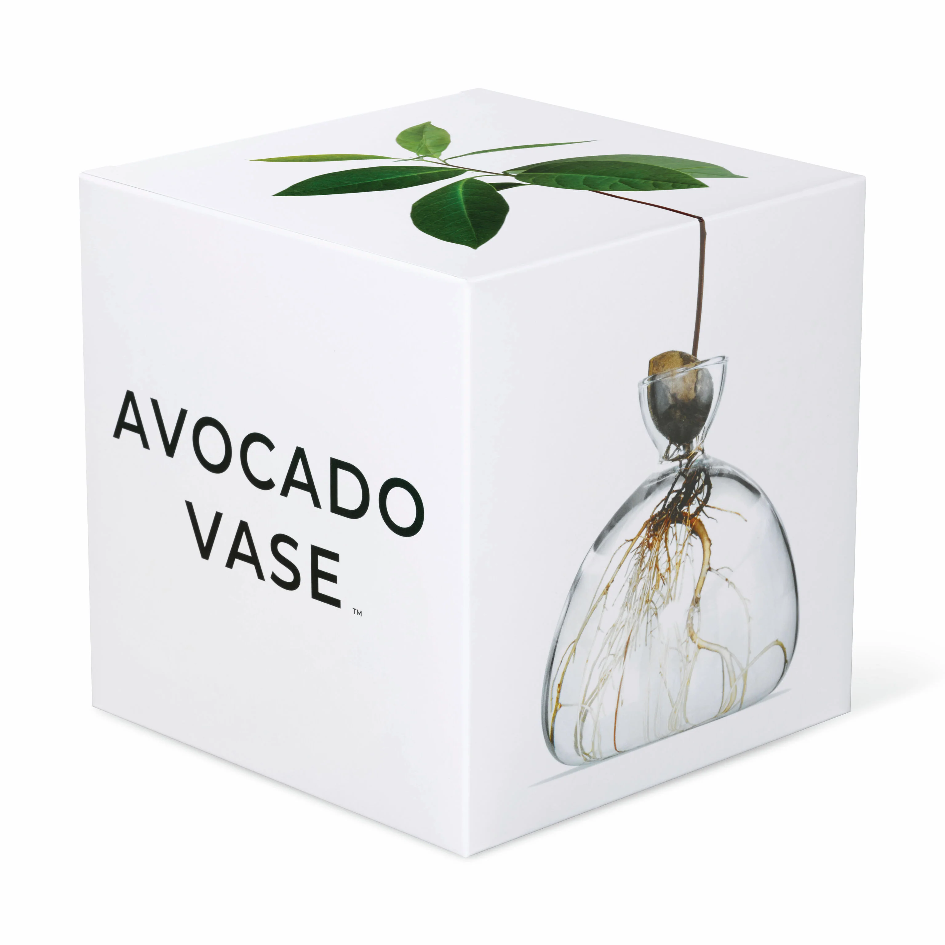 Avocado Vase - Clear - Image 4