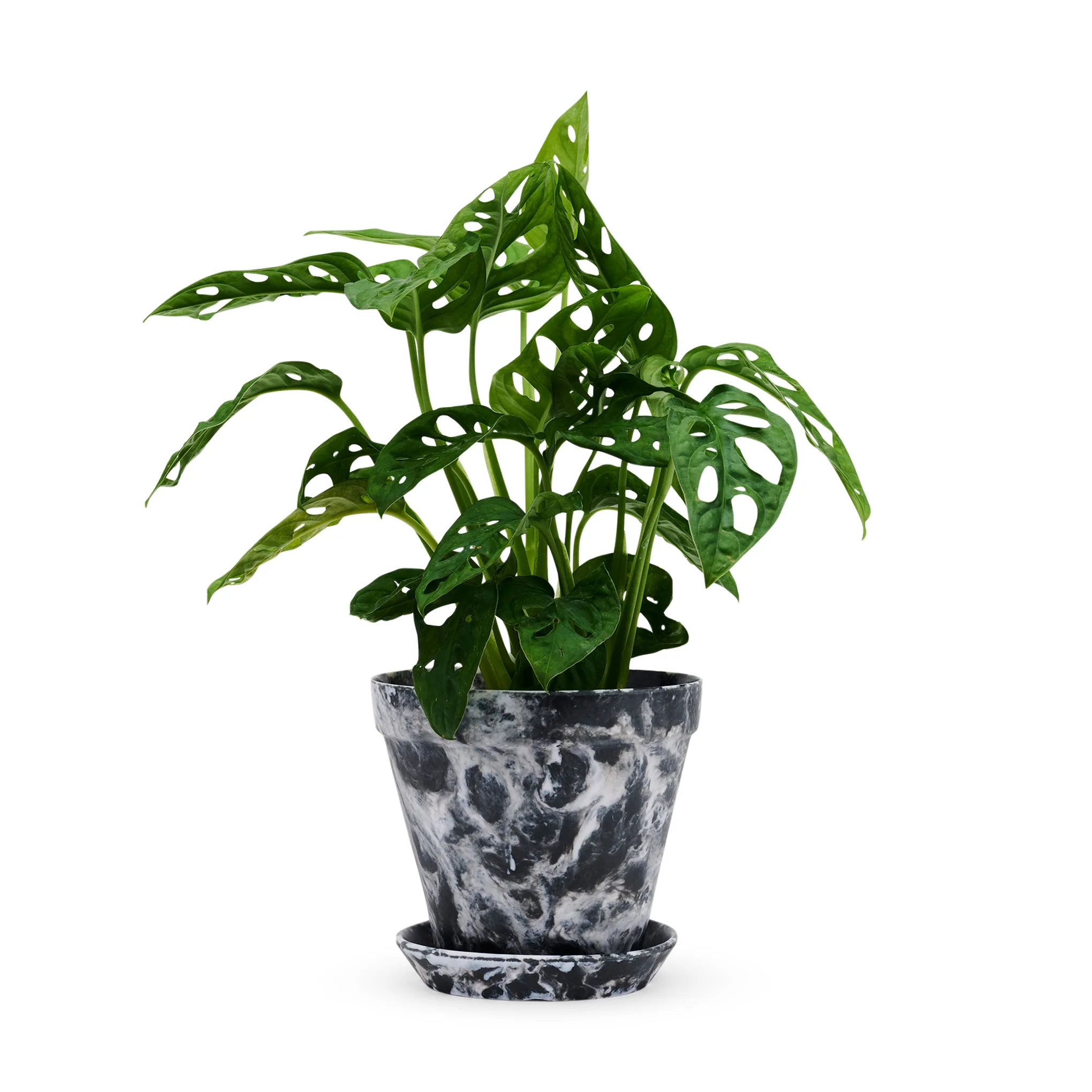 Blumen Marbled Planter and Saucer Set - Black/White