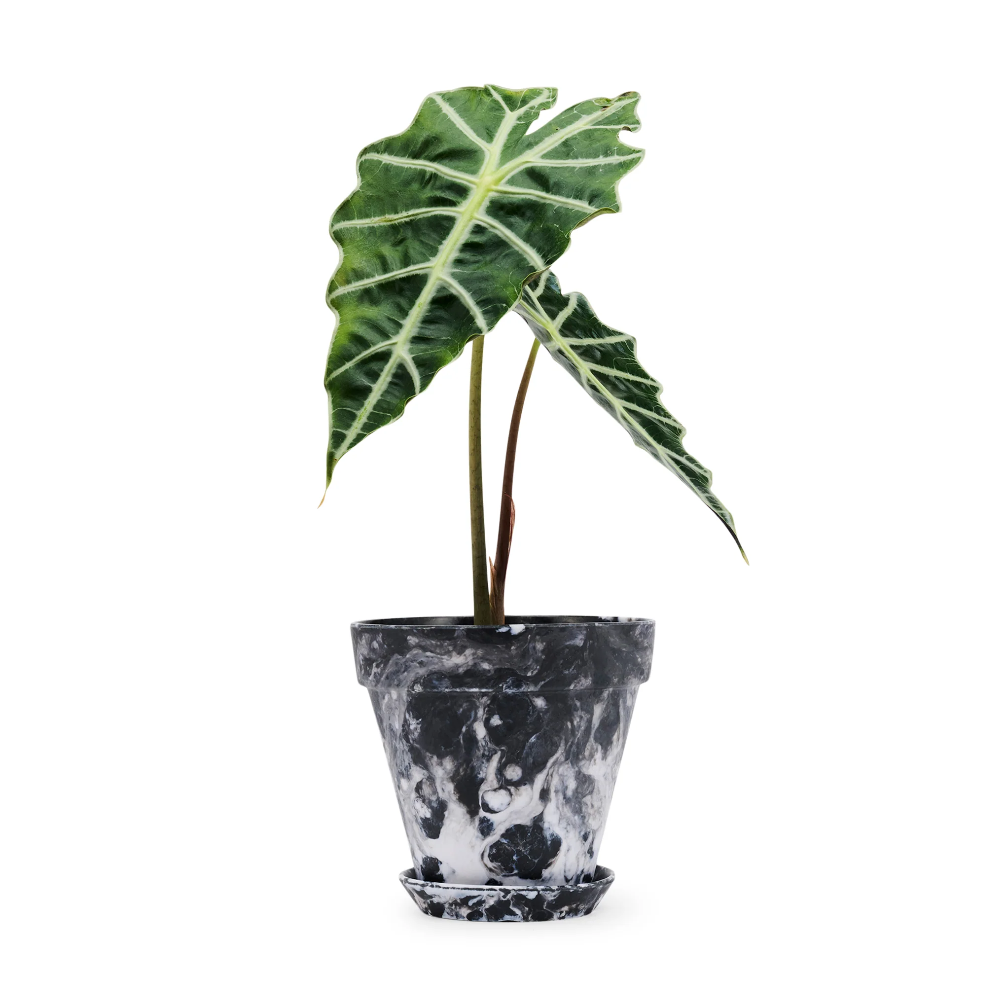 Blumen Marbled Planter and Saucer Set - Black/White - Image 2
