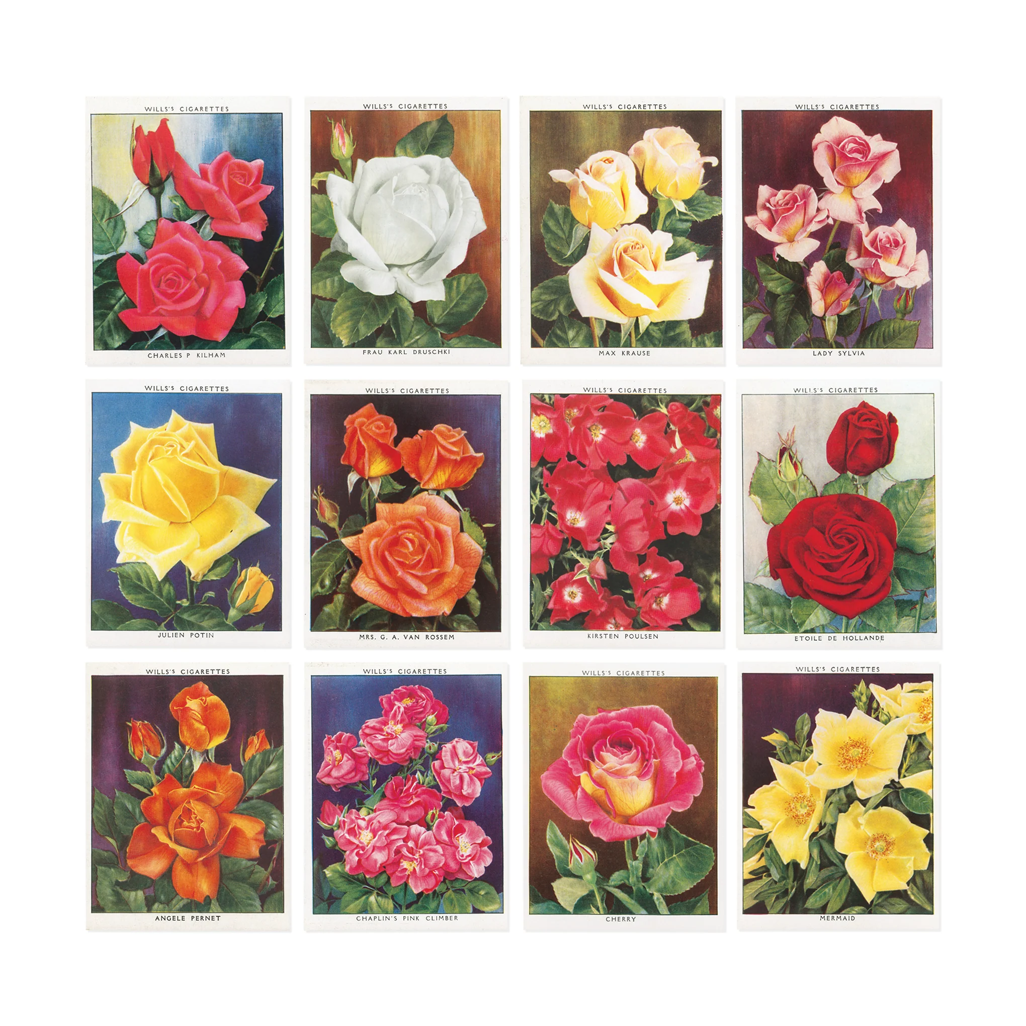 The Rose Book - Hardcover - Image 2