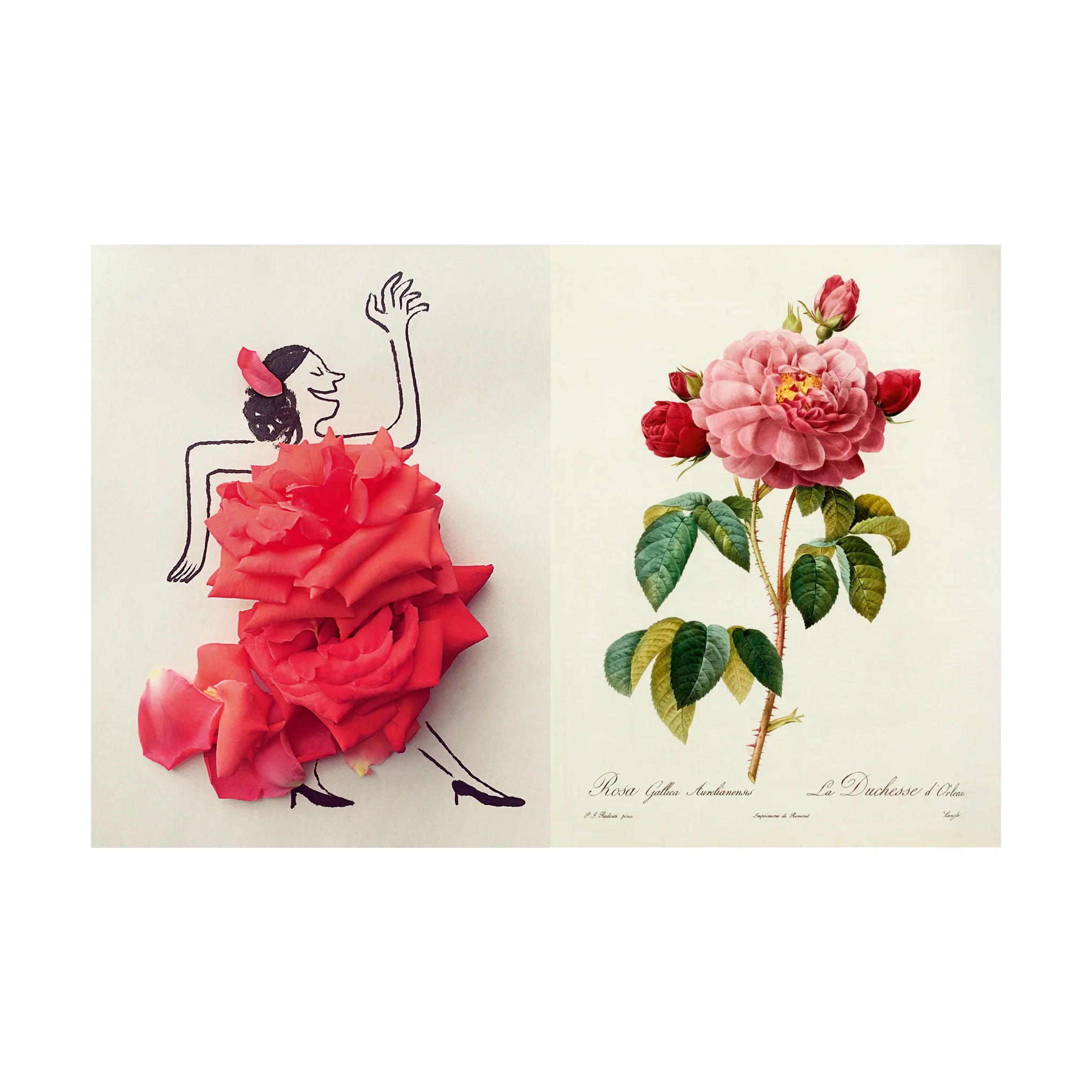 The Rose Book - Hardcover - Image 6